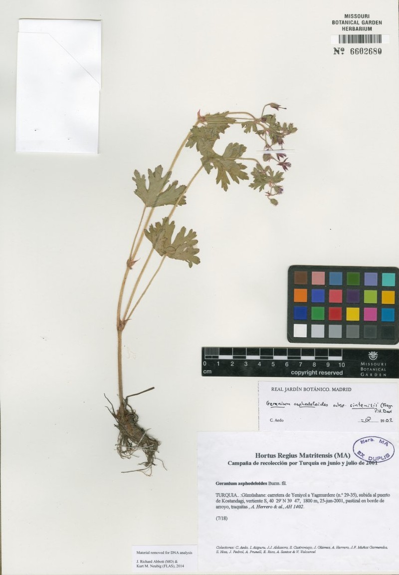 Geranium sintenisii photo 2