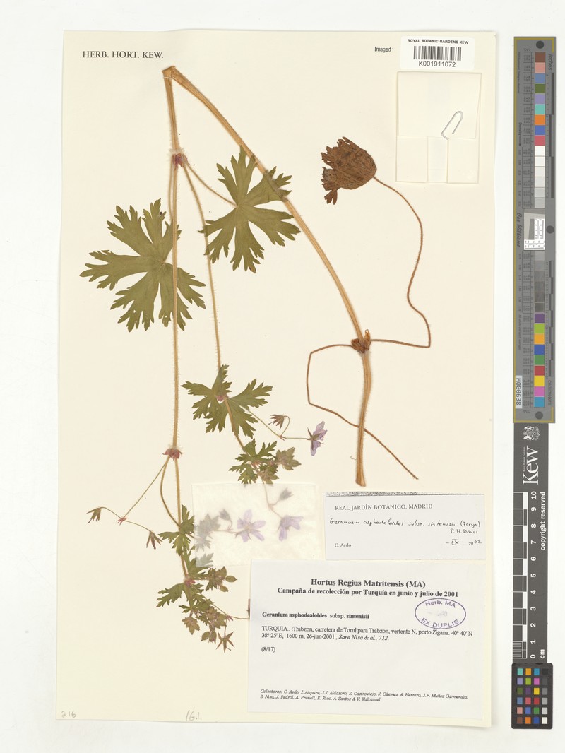 Geranium sintenisii photo 3