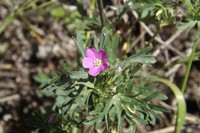 Geranium skottsbergii