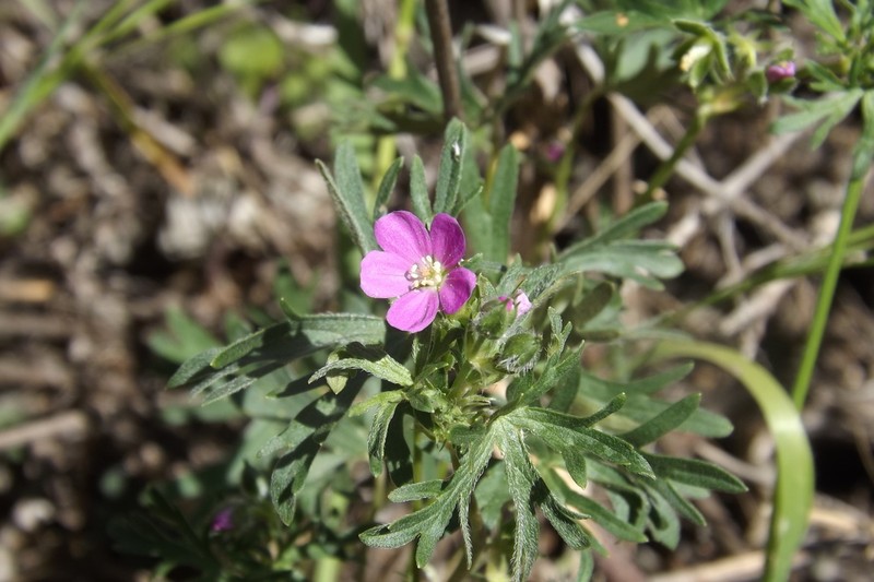 Geranium skottsbergii