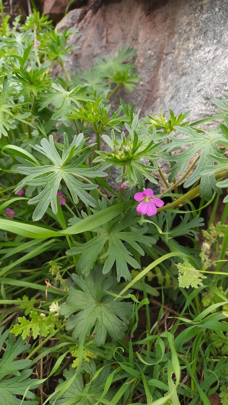 Geranium skottsbergii photo 2