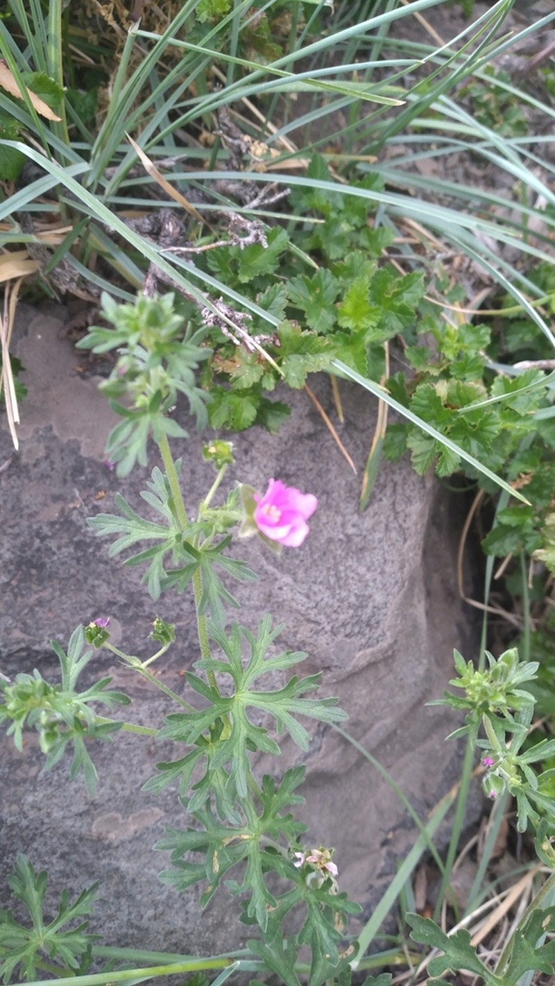 Geranium skottsbergii photo 3