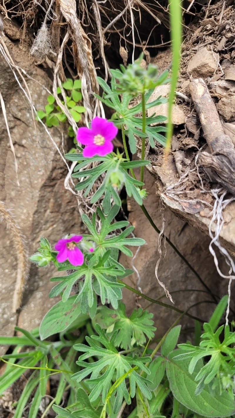Geranium skottsbergii photo 4