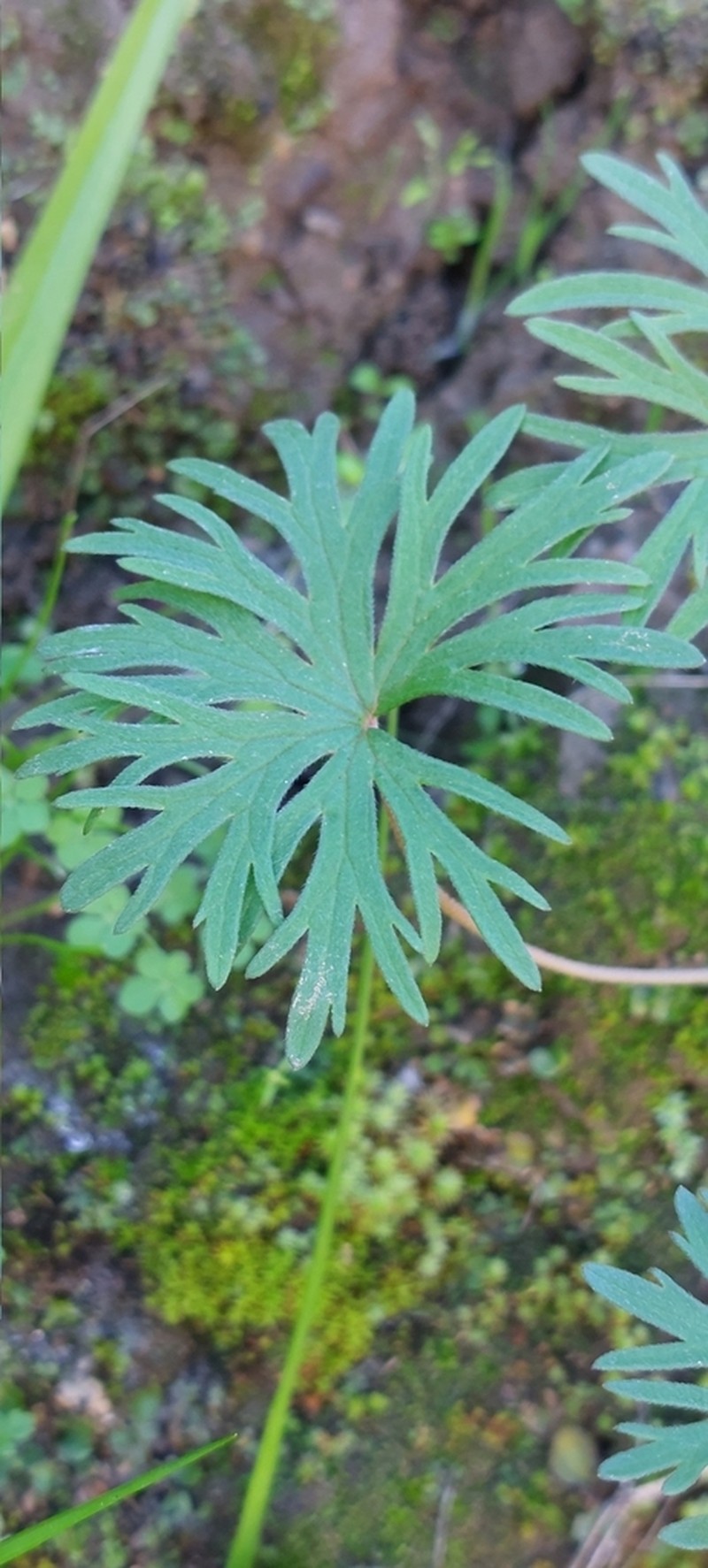 Geranium skottsbergii photo 5