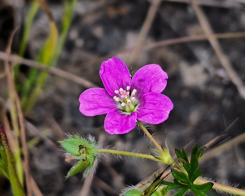 Geranium skottsbergii photo 7