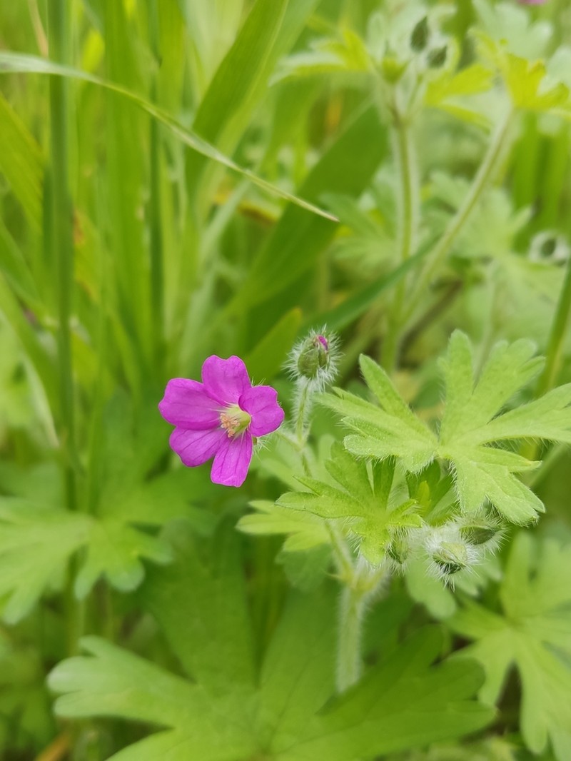 Geranium skottsbergii photo 8
