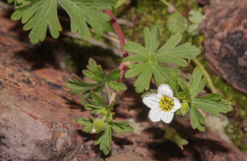Geranium smithianum photo 2