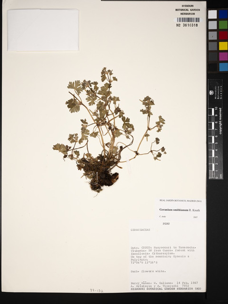 Geranium smithianum photo 3
