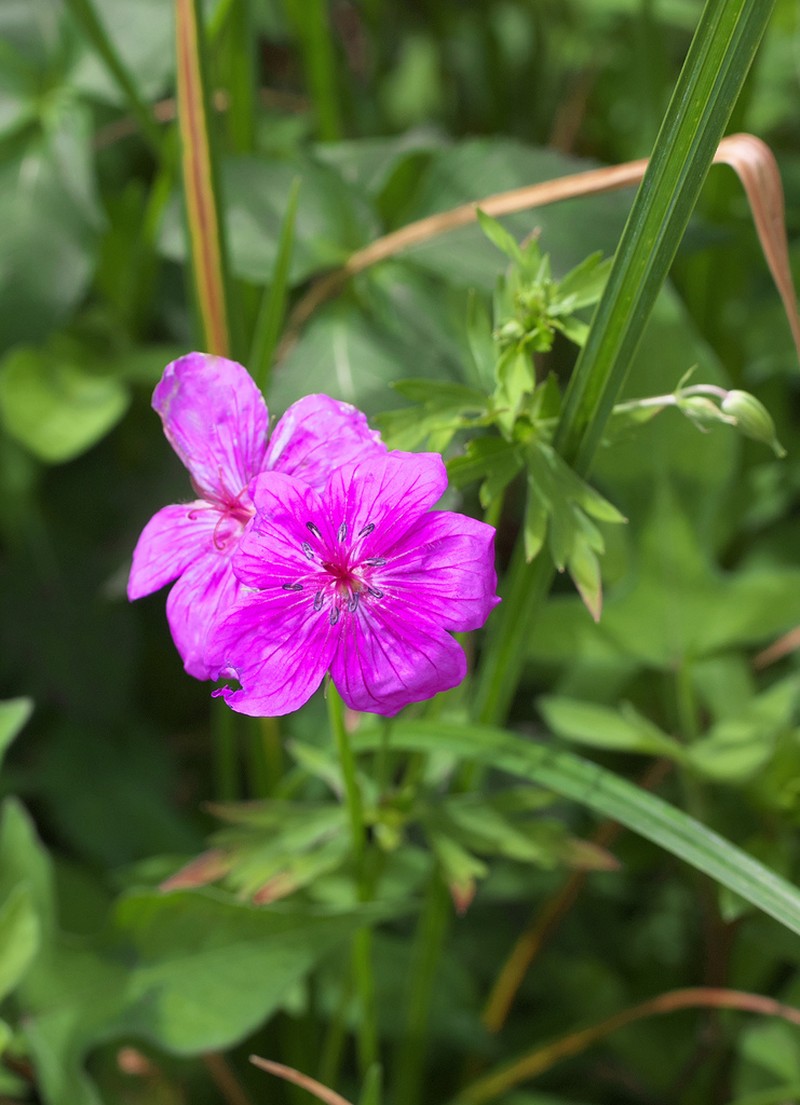 Geranium soboliferum photo 2