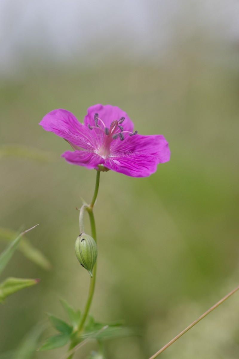 Geranium soboliferum photo 3