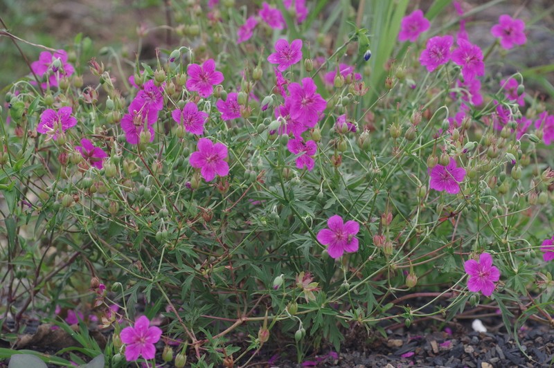 Geranium soboliferum photo 4