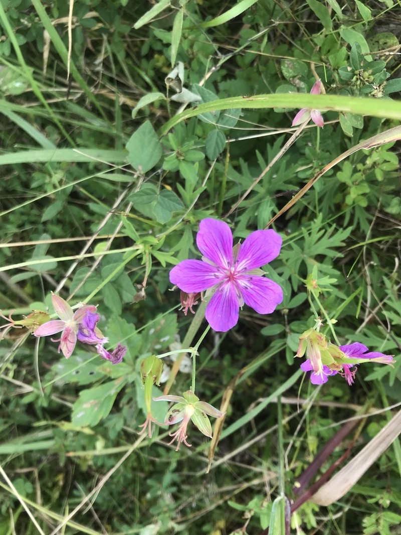 Geranium soboliferum photo 5