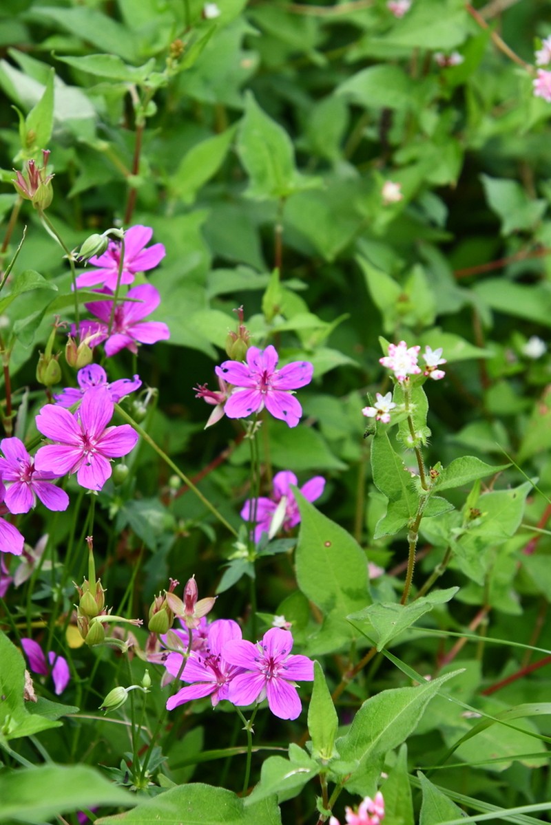 Geranium soboliferum photo 6