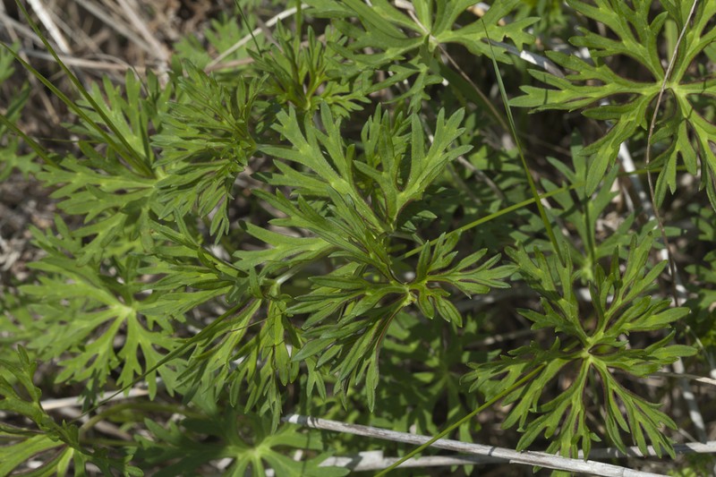 Geranium soboliferum photo 8