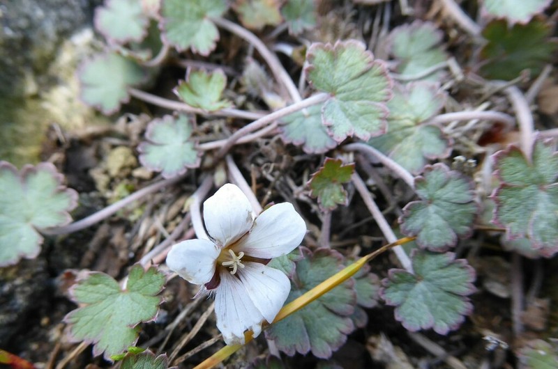 Geranium socolateum