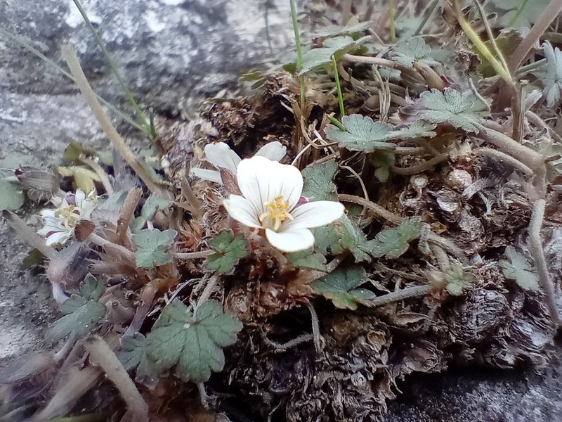 Geranium socolateum photo 2