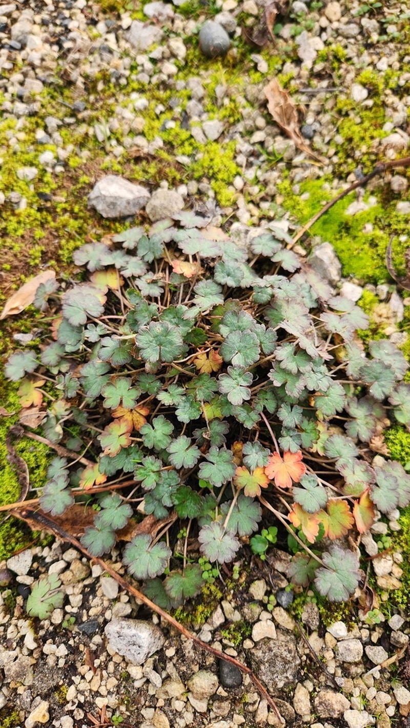 Geranium socolateum photo 3