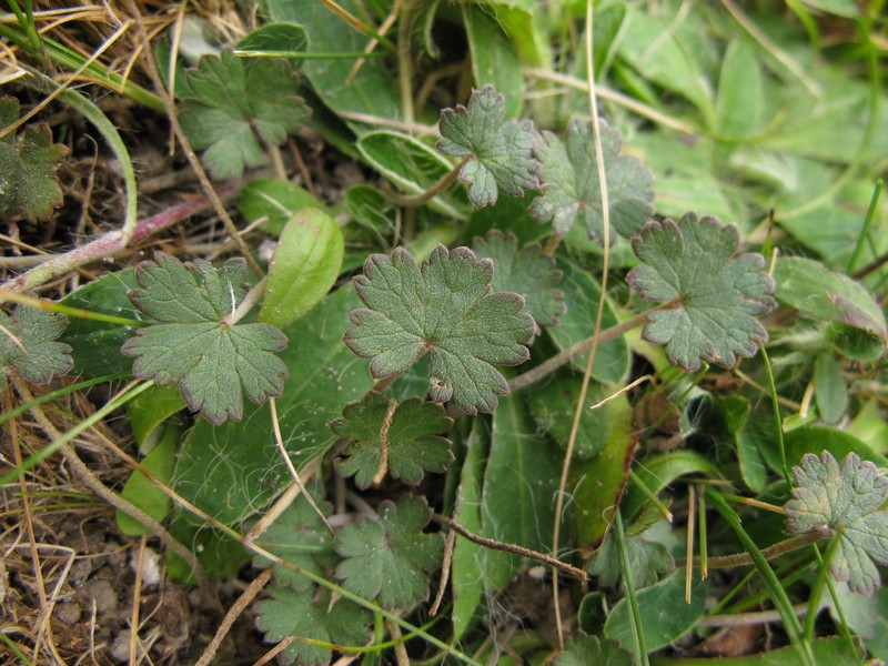 Geranium socolateum photo 4