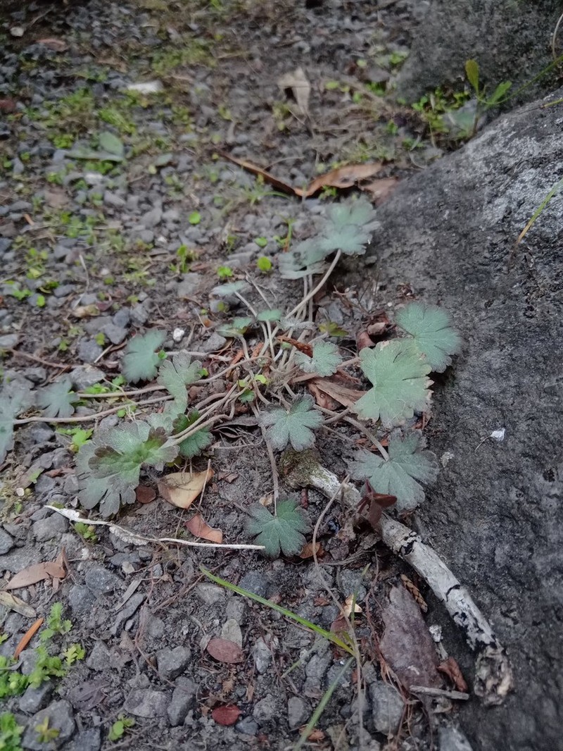 Geranium socolateum photo 5
