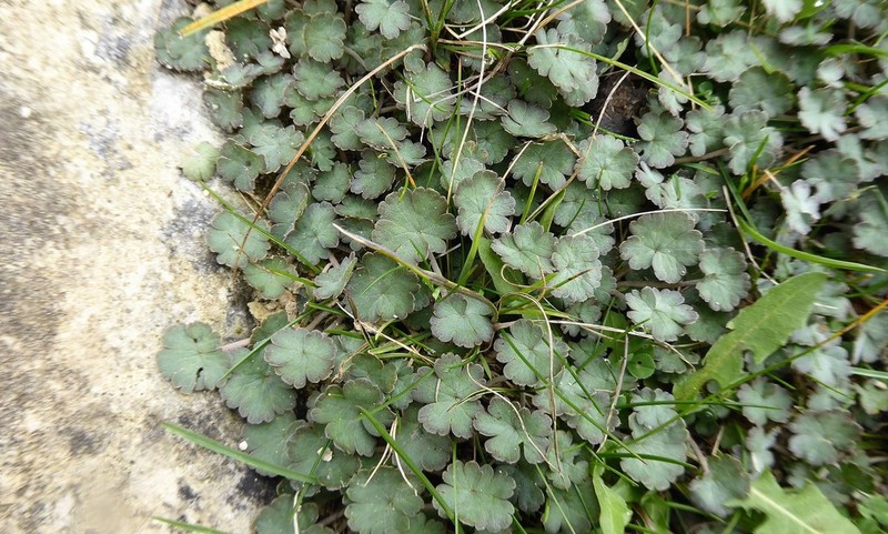 Geranium socolateum photo 6