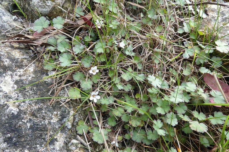 Geranium socolateum photo 8