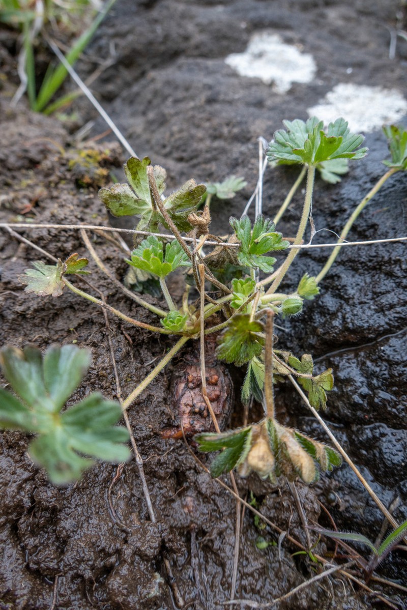 Solander's Geranium photo 5