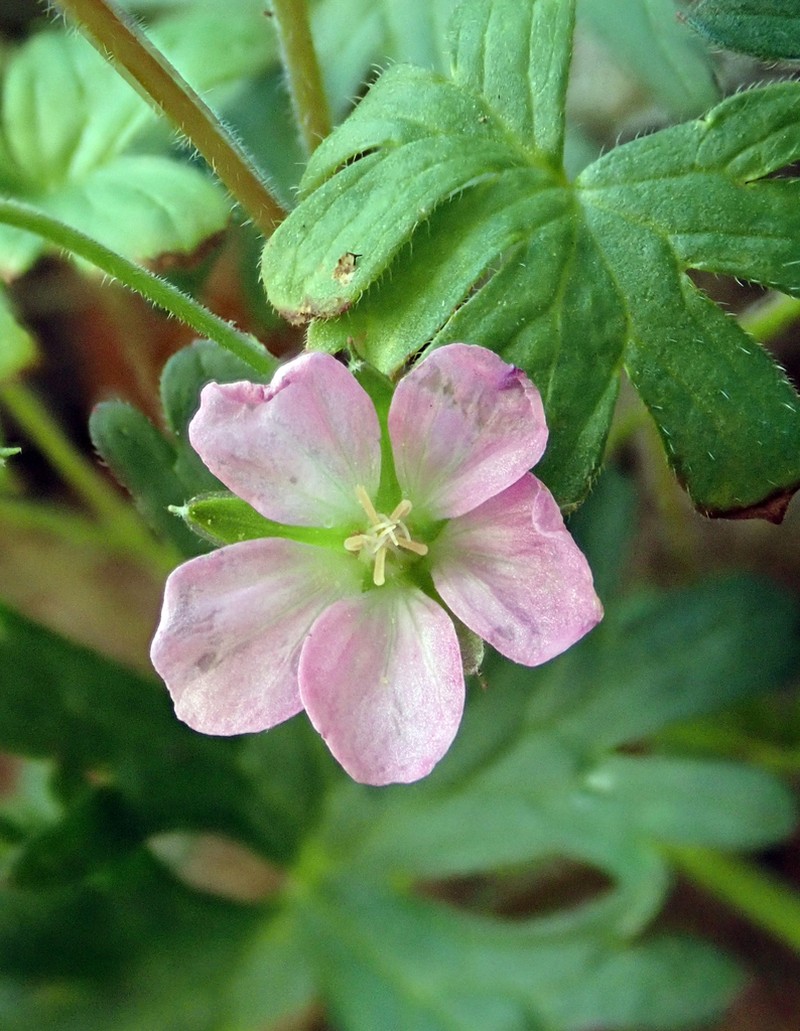 Solander's Geranium photo 7