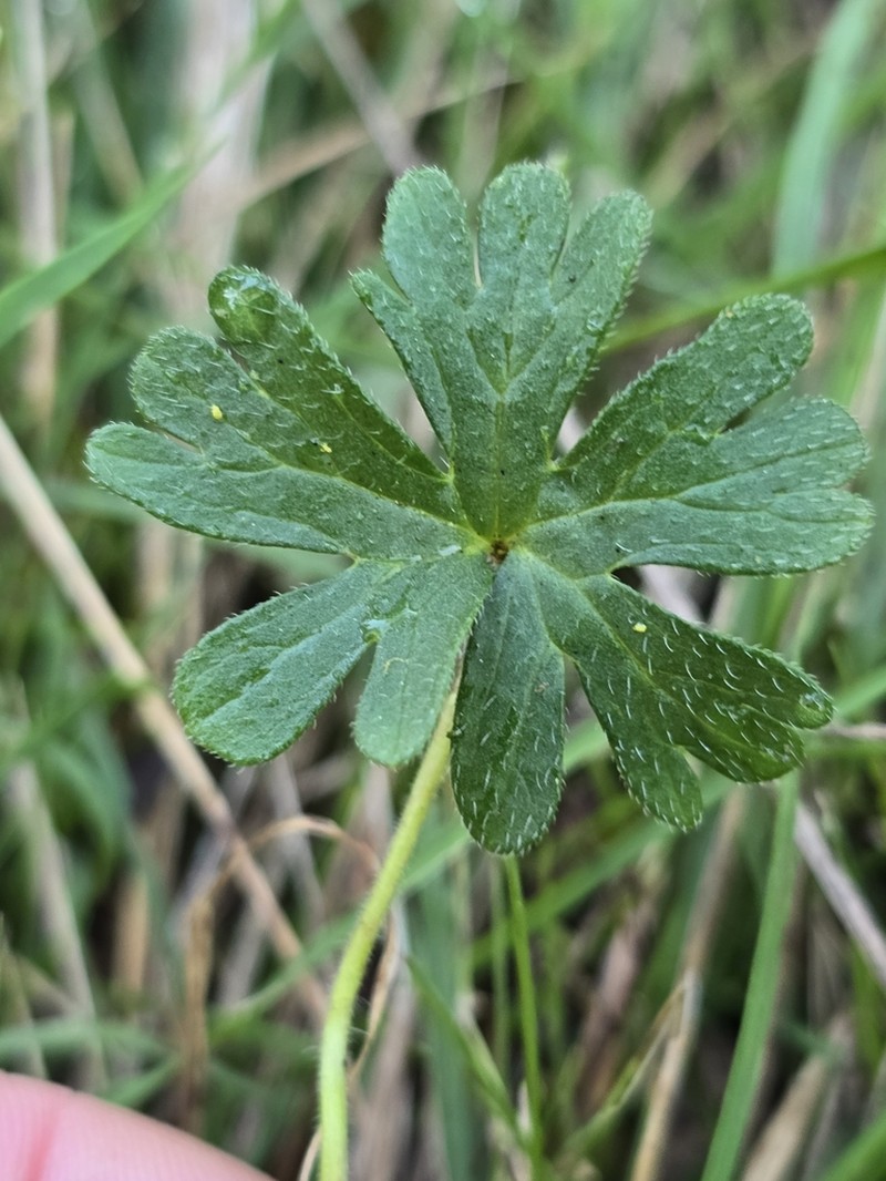 Solander's Geranium photo 8