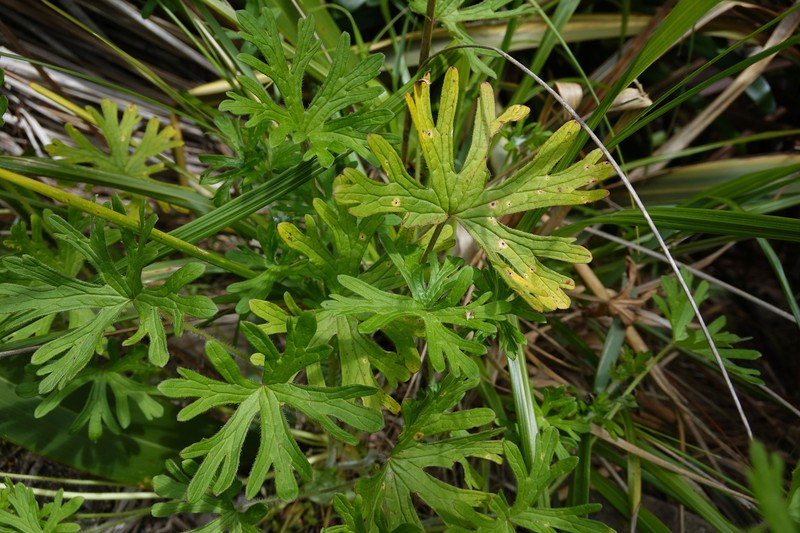 Solander's Geranium photo 2