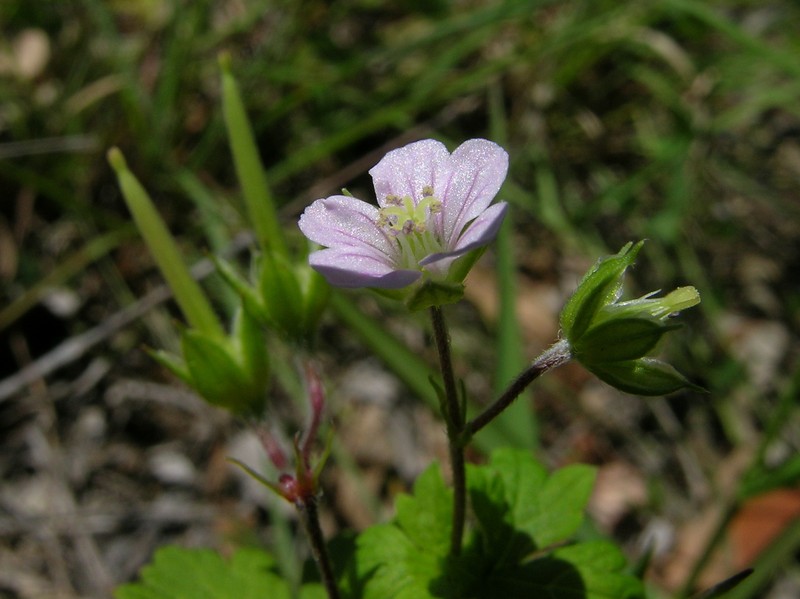 Solander's Geranium photo 3