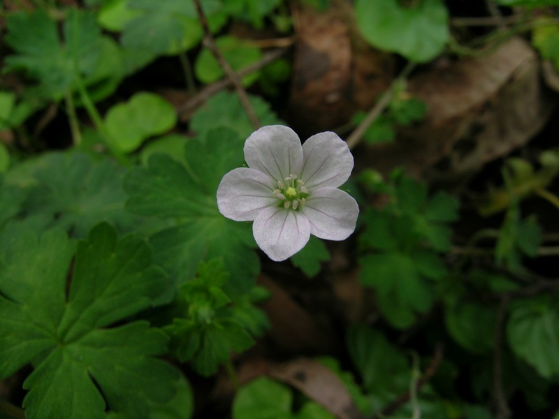 Solander's Geranium photo 4
