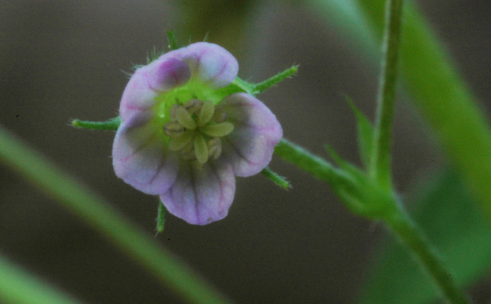 Solander's Geranium photo 5