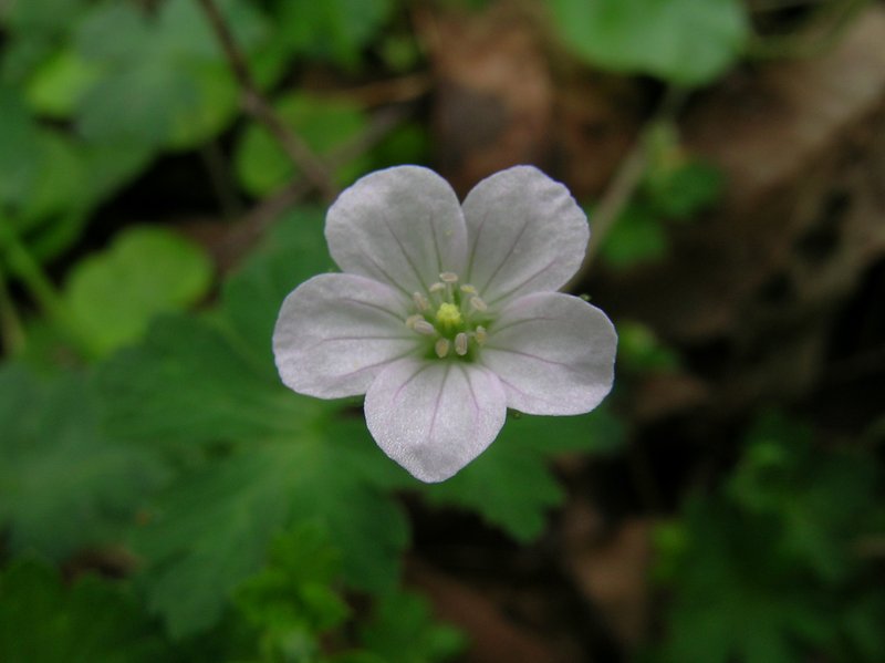 Solander's Geranium photo 6