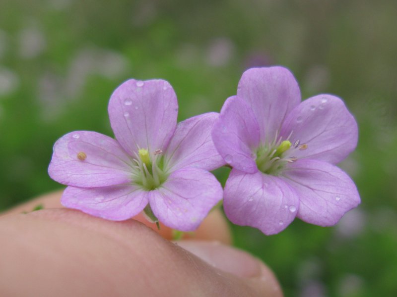 Solander's Geranium photo 7