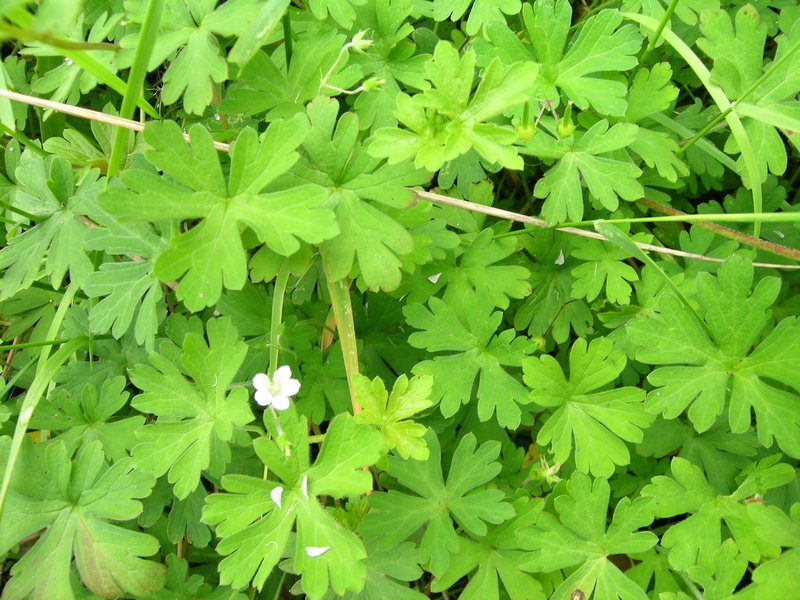 Solander's Geranium photo 8