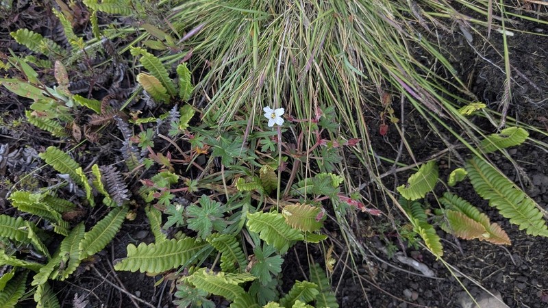 Geranium soratae