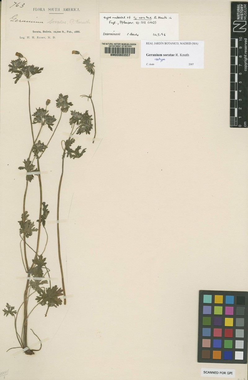 Geranium soratae photo 2