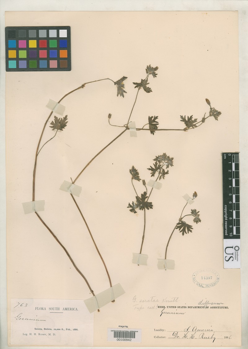Geranium soratae photo 3