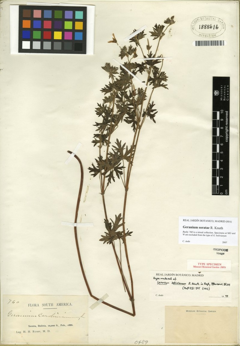 Geranium soratae photo 4