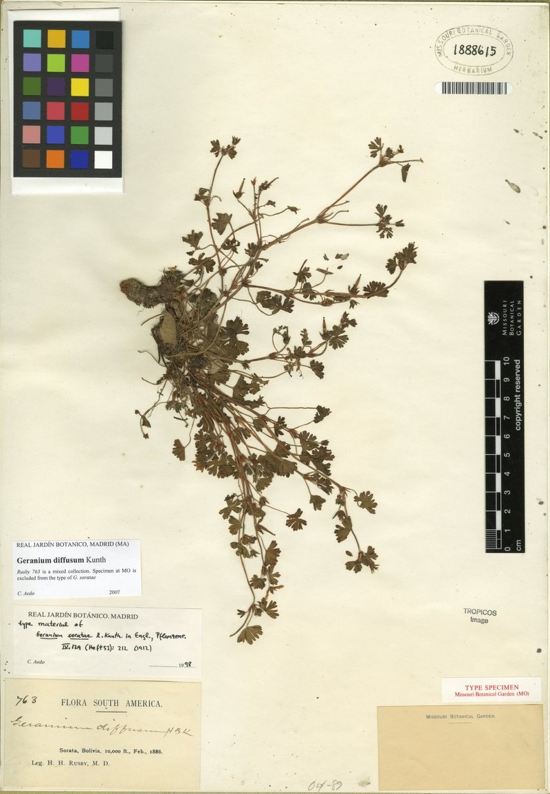 Geranium soratae photo 5