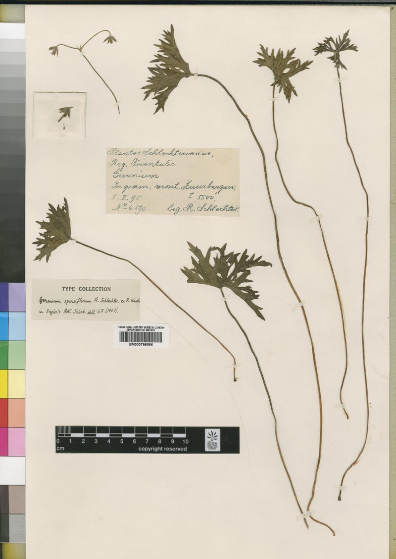 Geranium sparsiflorum photo 2