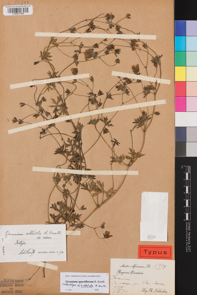 Geranium sparsiflorum photo 3