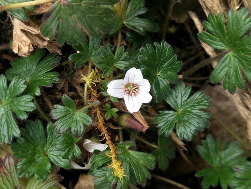 Geranium stramineum