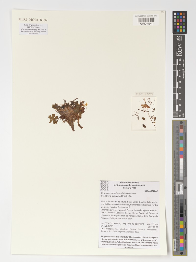 Geranium stramineum photo 2