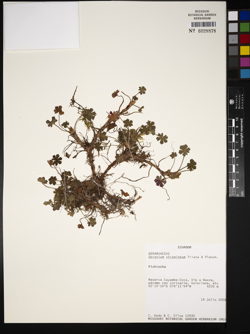 Geranium stramineum photo 3