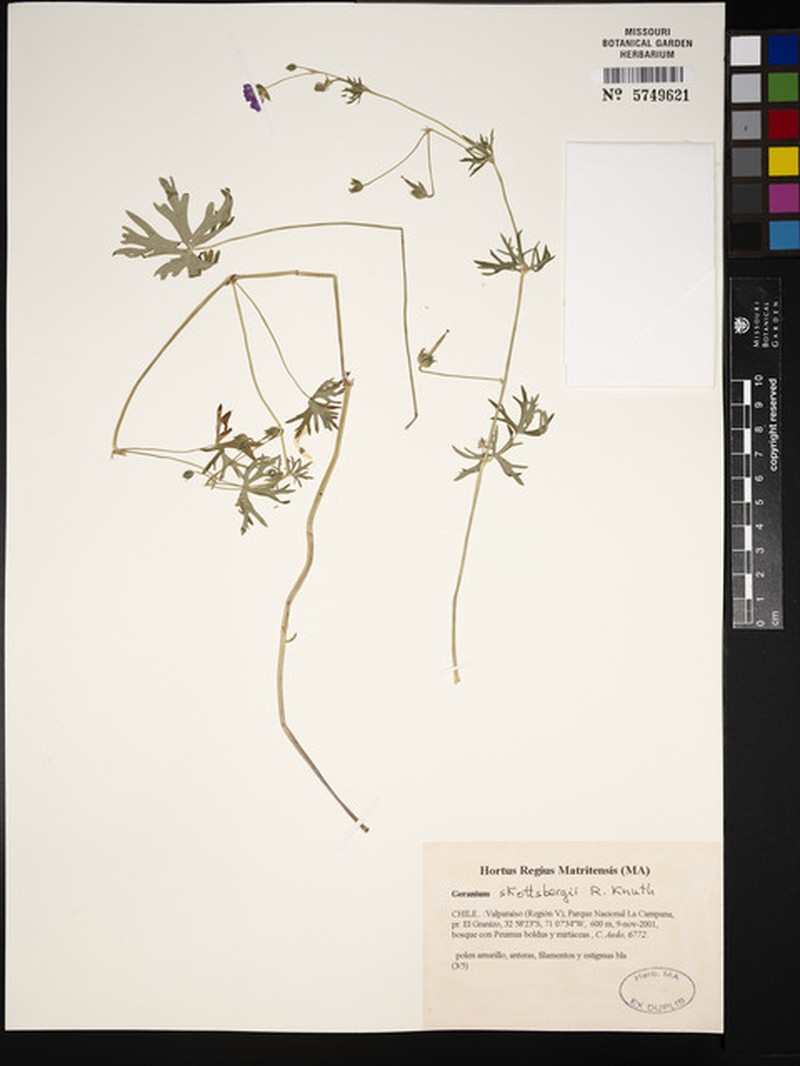 Geranium stramineum photo 4