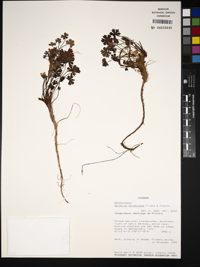 Geranium stramineum photo 5