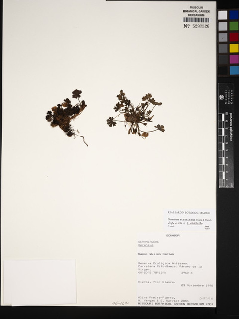 Geranium stramineum photo 6