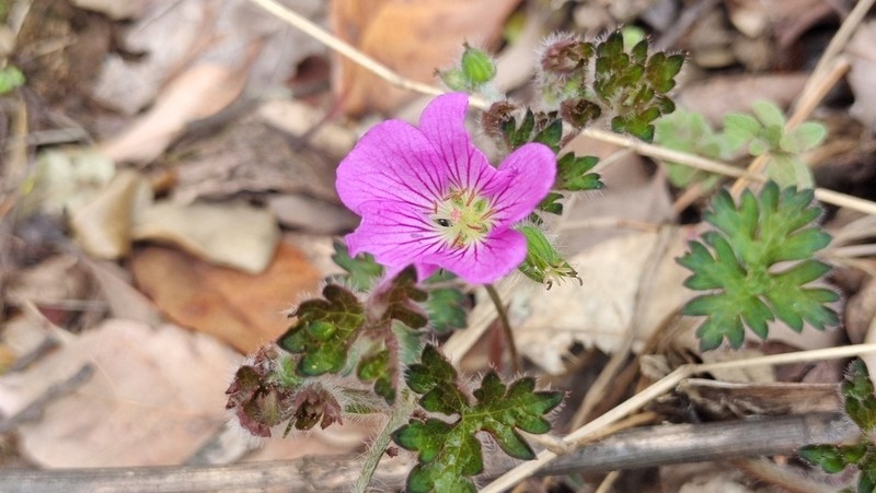 Geranium strictipes