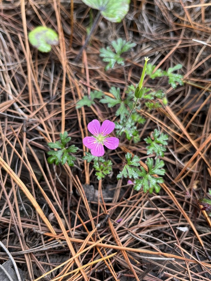Geranium strictipes photo 2